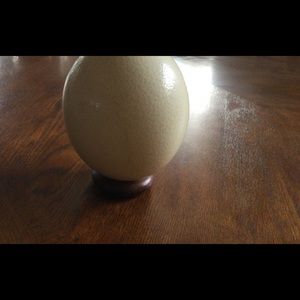 Large cleaned Ostrich Eggs
